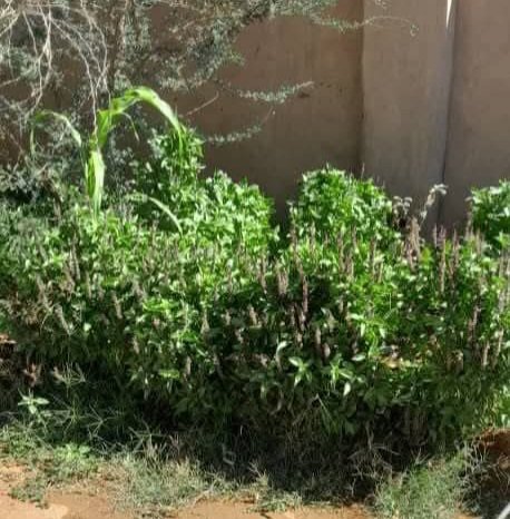 مكافحة المخدرات تداهم وكراً لزراعة وتخزين ”الحشيش“ بمنطقة قباتي بنهر النيل