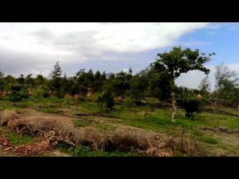 جبل مرة