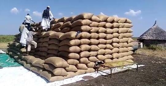 حصاد محصول الذرة في السودان ( مواقع التواصل الاجتماعي)