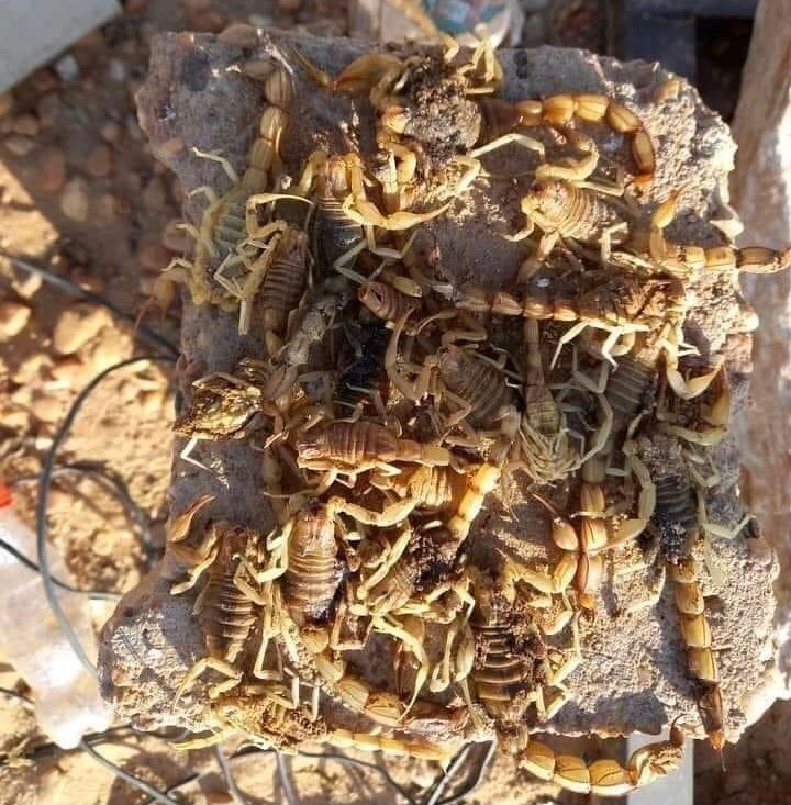 مصرع (5) أطفال جراء لدغات العقارب بولاية نهر النيل