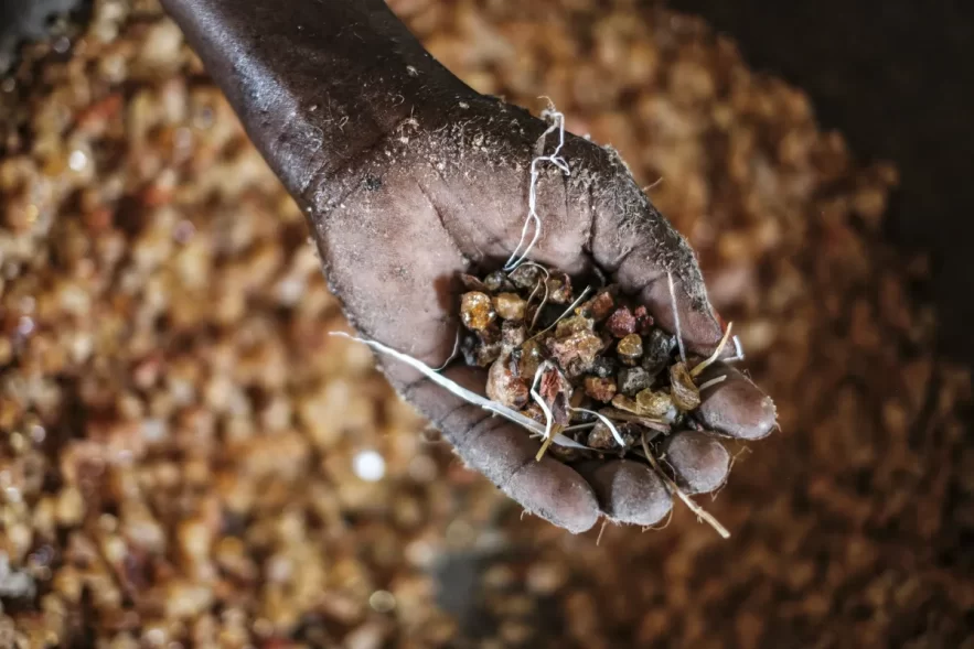 بلومبيرغ: الدعم السريع تسيطر على تجارة الصمغ العربي وعمليات نهب واسع