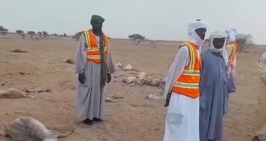 نفوق نحو ”463“ رأساً من الماشية عقب هطول الأمطار في جبل عيسى